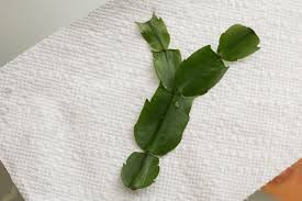 Like other plants, columnar cacti such as san pedro cactus and peruvian torch can be reproduced as cuttings. How To Root A Broken Branch On A Christmas Cactus Hunker Christmas Cactus Christmas Cactus Plant Cactus Plants