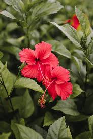 Image result for Hibiscus barbosae