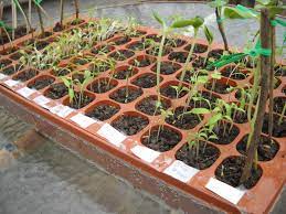 Burpee offers a wide selection of vegetable seeds for sale that are carefully divided into search categories so that you can find whatever burpee also offers soil mixes, testers, ties, fences, seed starting mixes, raised bed systems, watering hoses, vegetable supports, tomato cages, and others. Using Burpee Seed Starting Greenhouse Kit 72 Cells Groundz