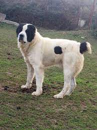 The color of the coat on the face, ears and along the spine is darker than the main one. Meet The Central Asian Shepherd Dog Modern Molosser