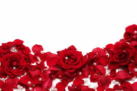 Red Roses Petals And Pearls Scattered On A White Surface Stock Photo Beautiful Red Roses Red Roses Red Roses Background
