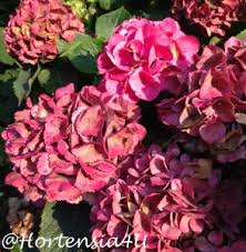 Sorten einiger ihrer arten sind beliebte ziersträucher. Hortensien Richtig Dungen Im Spatsommerhortensia