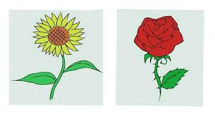Rose is a flowering plant and its scientific name is rosa. Method Of Drawing Sunflowers And Red Roses Steemit