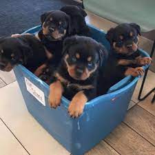 German And American Rottweilers Puppies Available For Pickup Or Secure Or For Sale At A Low Price Cost Dm Asap Thanks