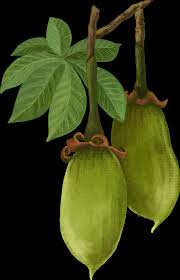 Image result for Anisophyllea boehmii