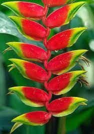 Pin On Garden Plants Greenhouses Conservatories Botanical Gardens Botanical Parks And Preserves