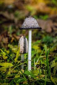 Black And White Mushroom Pin On Stunning Nature Wildlife Space
