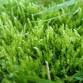 WALK: Derisngham Bog for mosses event image