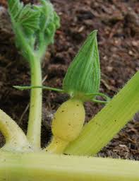 Unfortunately, i have only had one female flower, and since i didn't have a male in full bloom at the same time i am not sure if i will get a pumpkin or not. How To Tell When To Pollinate A Female Giant Pumpkin Blossom Giantveggiegardener