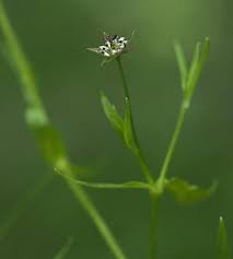 Image result for Stellaria sennii