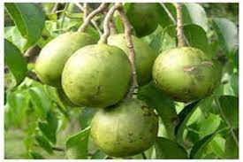 Bernama ilmiah spondias dulcis, buah kedondong memberi beberapa manfaat untuk ibu hamil. Manfaat Buah Kedondong Bagi Ibu Hamil Tampang Com