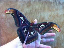 American Museum Of Natural History Atlas Moth Butterfly Beautiful Butterflies