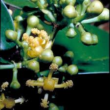 Image result for Garcinia acutifolia