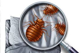 Bug Bites That Look Like Mosquito Bites But Aren T Pin On Home Utilities Safety