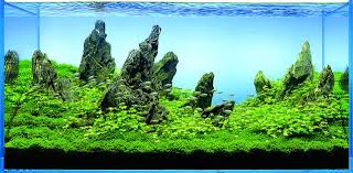 *premium* natural seiryu stone by the lb aquarium aquascaping ada iwagumi amano. Beginnen Wir Mit A W90 Aquascaping Wiki Aquasabi