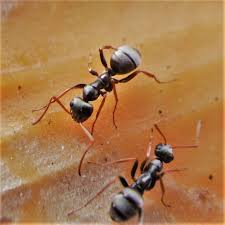 Image result for Anthephora argentea