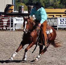 Profile for Keener horsemanship and training