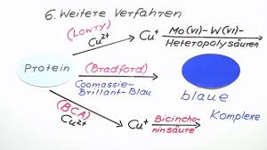 Fictions / le feuilleton : Nachweis Von Proteinen Erklart Inkl Ubungen