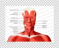 The human body is a smooth highway of muscles which serve to add strength, endurance and protection. Muscle Neck Muscular System Human Body Human Anatomy Png Clipart Anatomy Anterior Triangle Of The Neck