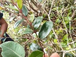 Image result for Pleurostylia capensis