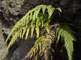 Image result for Asplenium aethiopicum