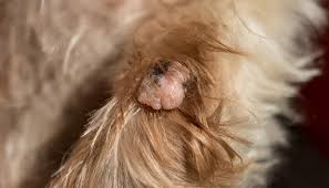 This may only last 24 hours or continue for days or weeks. Skin Tags On Dogs How To Prevent And Remove Skin Tags From Your Dog