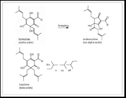 Hop Anatomy And Chemistry 101