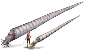 Image result for Orthopichonia