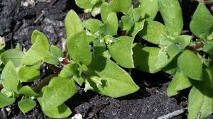 Image result for Pentodon pentandrus