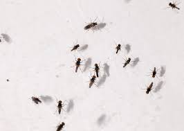 Black Flies Fact Sheet Unh Extension