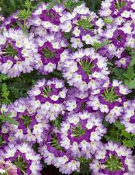 Tarhaverbena Dark Violet Viherpeukalot Patio Flowers Wonderful Flowers Front Flower Beds