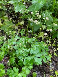 Image result for Sanicula