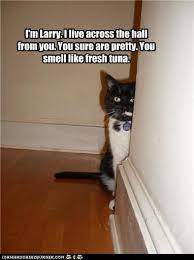 Kitten Pick Up Lines Looks Like Chester Cat Funny Animals With Captions Crazy Cat People Pick Up Lines