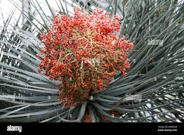 Image result for Dracaenaceae