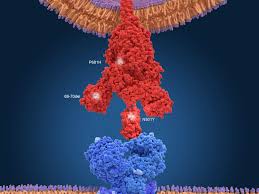 Maybe you would like to learn more about one of these? Covid Variants May Arise In People With Compromised Immune Systems Scientific American