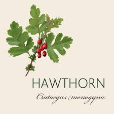 Image result for Hawthorn