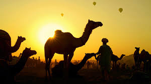Then shouldn't human beiings be more careful about. Camels Gather With Their Herders At The Pushkar Camel Fair Rajasthan Bing Gallery