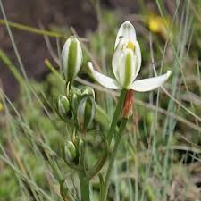 Image result for Albuca setosa