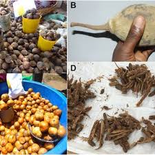 Image result for Vangueriopsis lanciflora