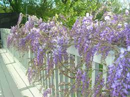 Pin On My Gardens