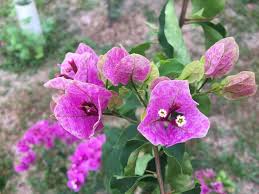Maybe you would like to learn more about one of these? Vietnam Splash Bunga Bunga Kertas Taman Indah