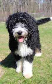 So if your pup is 10 pounds and would need 400 calories (for now), that would be 1.5 times our half cup or 3/4 cup. New England Bernedoodles