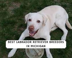 Keep reading to find extensive information. 7 Best Labrador Retriever Breeders In Michigan 2021 We Love Doodles