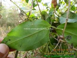 Image result for Strychnos gossweileri