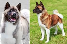 The akita is a large breed of dog originating from the mountainous regions of northern japan. American Akita Farben Erklart Hundefunde