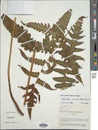 Image result for Blotiella currorii