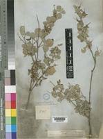 Image result for Rhynchosia albissima