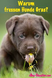 Warum Fressen Hunde Gras Ursachen Und Wie Du Dich Verhalten Solltest Hunde Susse Hunde Niedliche Hunde