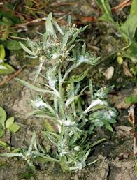 Image result for Gnaphalium polycaulon