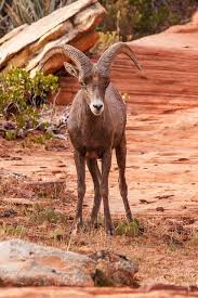 Bring It On By James Marvin Phelps Zion National Park Utah Bighorn Sheep Big Horn Sheep Wildlife Photography Zion National Park Photography
